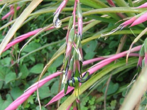 Billbergia nutans friendship - billbergia,
