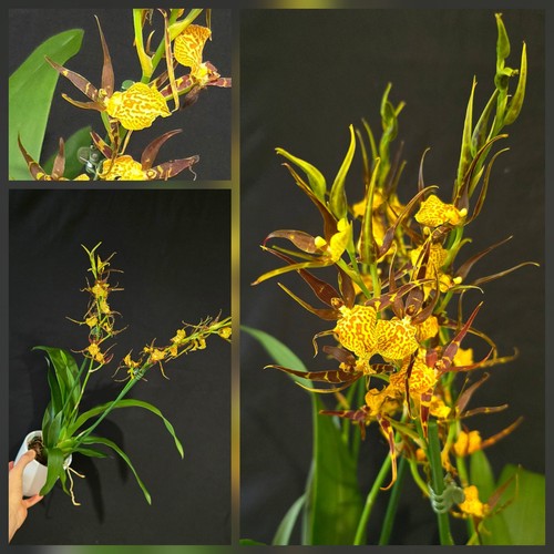 Oncidium brasia orange - oncidium, "orange