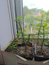 Pereskiopsis Grafting Stock Cactus Small Cutting, UK Grown,  rooted / unrooted