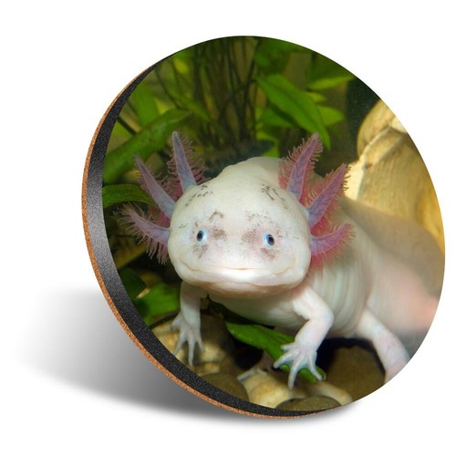 Round 12cm coaster - round,