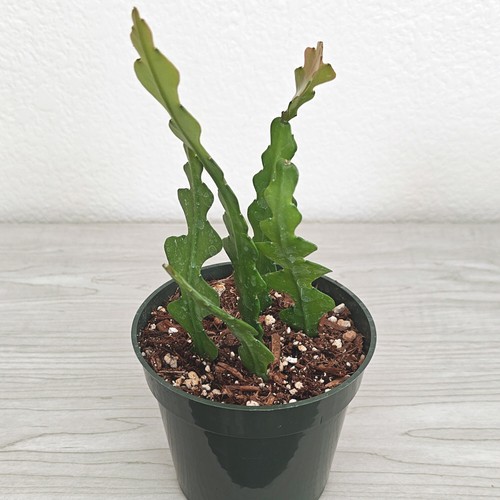 Cactus plant epiphyllum - plant,