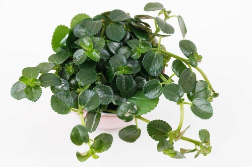Rare pilea depressa gun - rare,