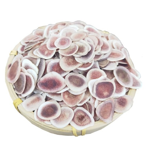 Deer antler slices - antler,