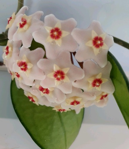 Hoya carnosa wax - hoya, 9cm