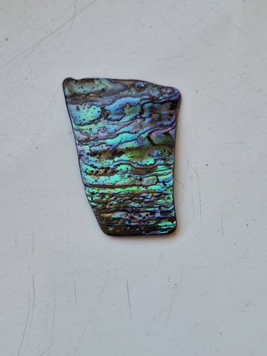 Abalone shell see pictures for - abalone,