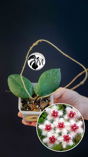 Hoya caudata - hoya,