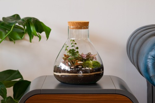 Medium terrarium kit diy with - kit,