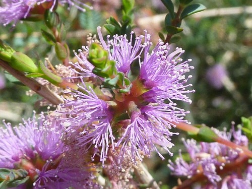 Melaleuca gibbosa small leaved - gibbosa, small-leaved
