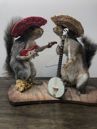 Taxidermy musical squirrels - taxidermy,