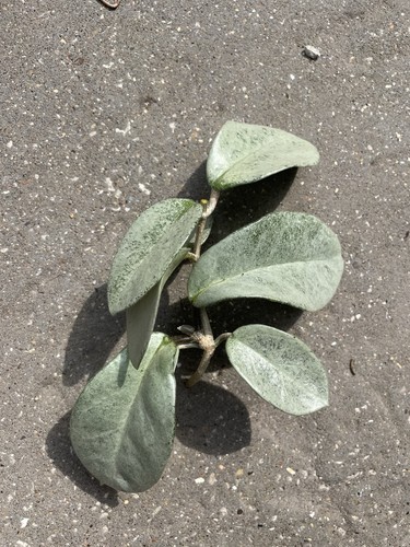 Hoya carnosa grey ghost - hoya, ‘grey