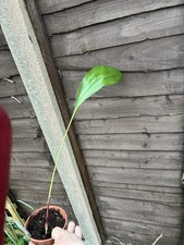 Aspidistra sutepensis