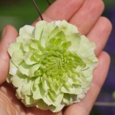 Clematis florida 'Manju' - Vigorous Climber, 1x 9cm Potted Plant