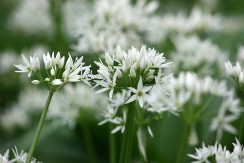 Wild garlic ramsons - garlic, allium