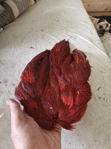 Guinea fowl red fly - red,
