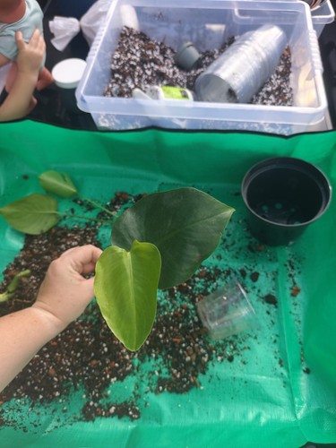 Monstera deliciosa swiss - monstera,