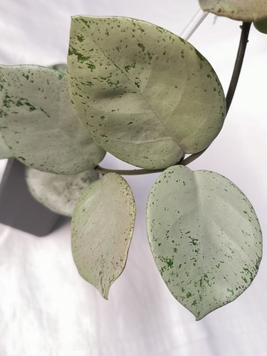 Hoya carnosa stardust - hoya,