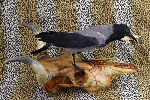 Taxidermy crow this not - taxidermy, crow.this
