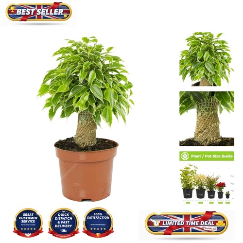Elegant ficus benjamina - elegant,