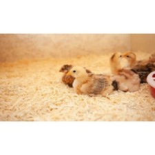 Animal Bedding Natural Wood Fibre 2 - 20KG Shredded Dust Extracted Absorbent