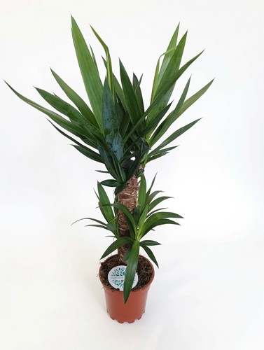 Large yucca plant - large,