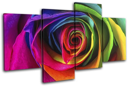 Colourful rainbow rose flower - rainbow,