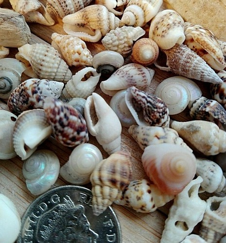 100 mixed seashells tiny mini - 100,