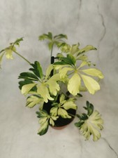 Schefflera Janine variegated 20-23cm tall 8cm Pot Umbrella HousePlant