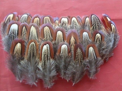 100 pheasant shoulder - 100, feathers