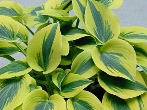 Perennial hosta shadowland - perennial,