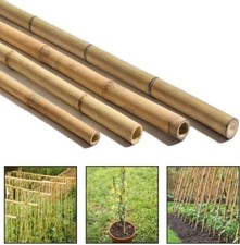 Bamboo Canes 5ft Heavy Duty