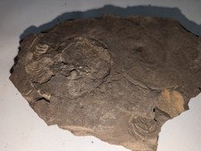 Pyritised Ammonite Fossil on