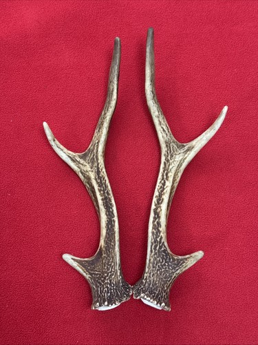 Pair sika deer antlers - pair,