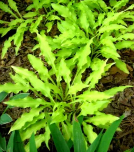 Hosta dragons tails hardy - hosta,