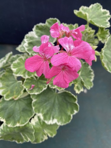 Unique pelargonium geranium - unique,