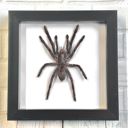 Java earth tiger tarantula - earth,