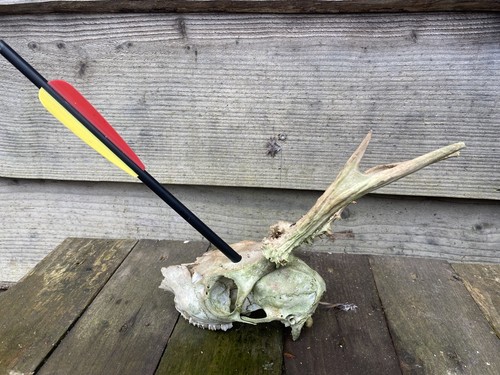 Deer skull art craft - deer,