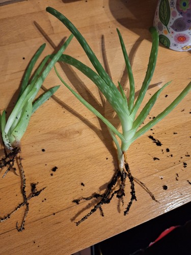Aloe vera houseplant young - aloe,