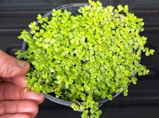 Baby Tears Clump taken from a