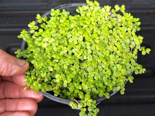 Baby tears clump taken - tears, a
