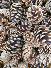 25 Pine Fir Cones Pinecone