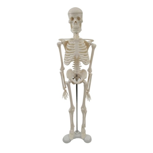 Skeleton model with rack - skeleton,