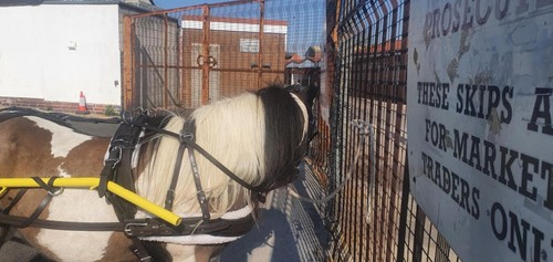 Horse driving harness - horse, leather