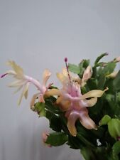 Limeligh Dancer/Yellow Christmas Cactus. Schlumbergera Truncata Unrooted Cutting