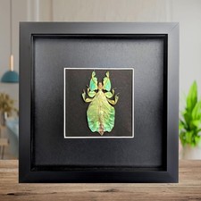 Framed leaf insect specimen