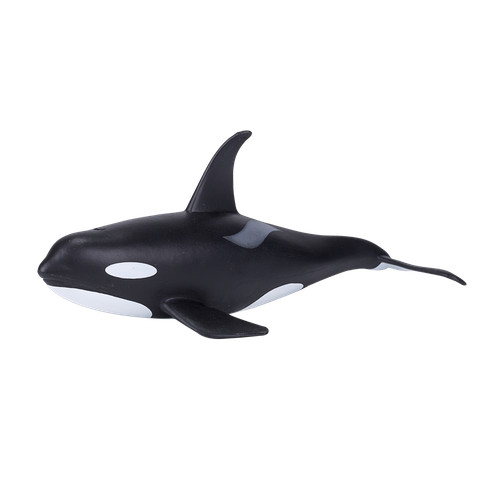 Mojo male killer whale orca - whale,