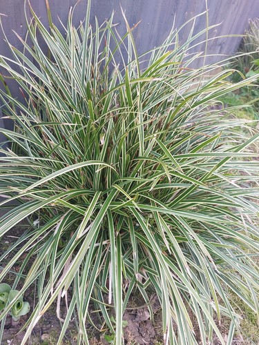 Japanese sage grass - japanese, plant