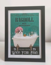 Ragdoll cat  'wash your paws'