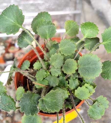 Hardy perennial saxifraga - hardy,