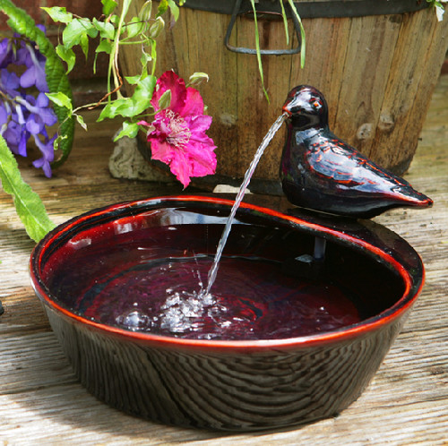Bird bowl water - water, feature