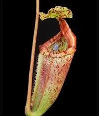 Nepenthes burbidgeae mira - nepenthes,